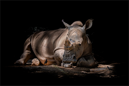 PIXA_rinoceronte